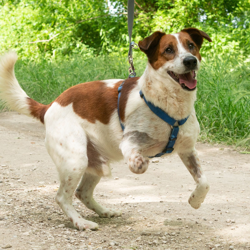 tripod-dog-care