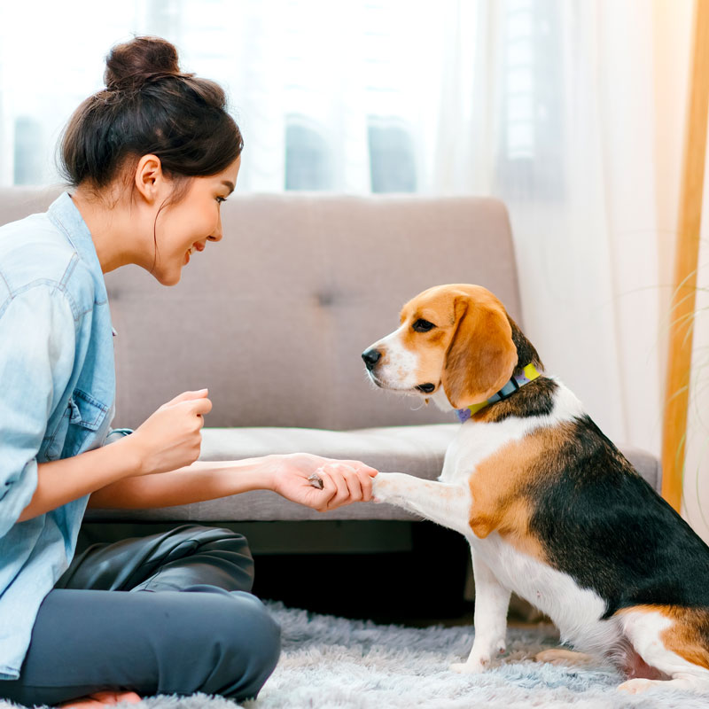 Services NJ Animal Chiro